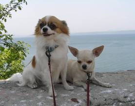 Наша собака