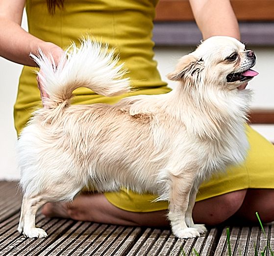 Отец помета