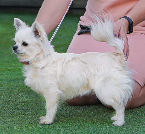 Мать помета