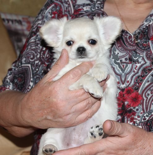 Загадай Желание