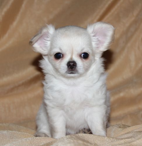 Загляденье Цвета Неба